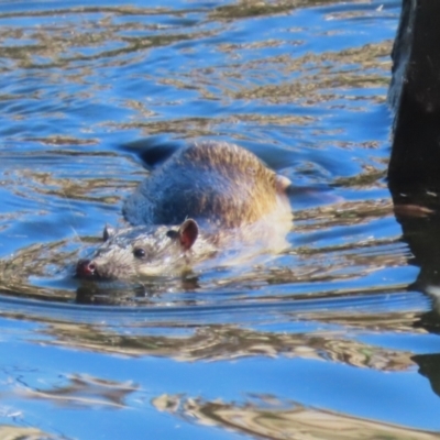 Hydromys chrysogaster (Rakali or Water Rat) at Fyshwick, ACT - 30 Jun 2023 by RodDeb