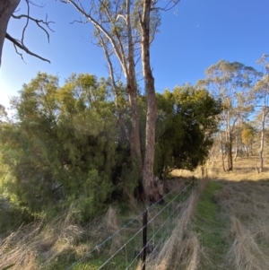 Exocarpos cupressiformis at Bango, NSW - 25 Jun 2023 03:40 PM