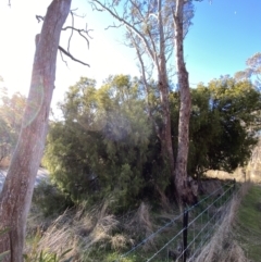 Exocarpos cupressiformis at Bango, NSW - 25 Jun 2023