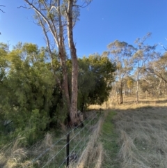 Exocarpos cupressiformis at Bango, NSW - 25 Jun 2023 03:40 PM