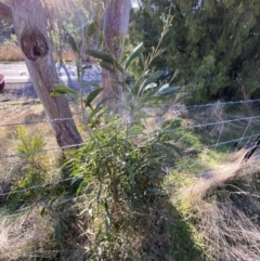 Acacia melanoxylon (Blackwood) at Bango, NSW - 25 Jun 2023 by Tapirlord