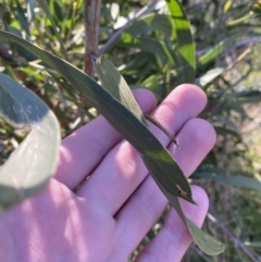 Acacia melanoxylon at Bango, NSW - 25 Jun 2023