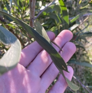 Acacia melanoxylon at Bango, NSW - 25 Jun 2023