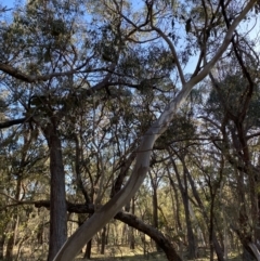 Eucalyptus blakelyi (Blakely's Red Gum) at Bango, NSW - 25 Jun 2023 by Tapirlord