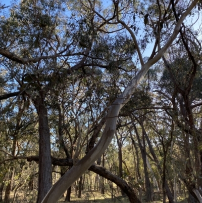 Eucalyptus blakelyi (Blakely's Red Gum) at Bango, NSW - 25 Jun 2023 by Tapirlord