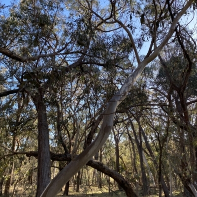 Eucalyptus blakelyi (Blakely's Red Gum) at Bango Nature Reserve - 25 Jun 2023 by Tapirlord