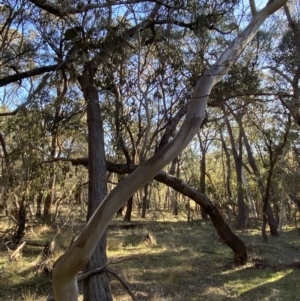 Eucalyptus blakelyi at Bango, NSW - 25 Jun 2023 03:04 PM