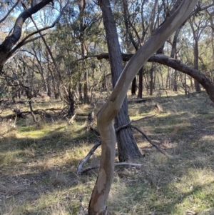 Eucalyptus blakelyi at Bango, NSW - 25 Jun 2023 03:04 PM