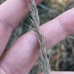 Austrostipa densiflora at Bango, NSW - 25 Jun 2023 02:35 PM