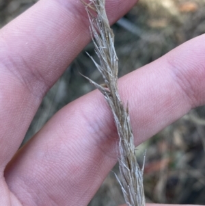 Austrostipa densiflora at Bango, NSW - 25 Jun 2023 02:35 PM