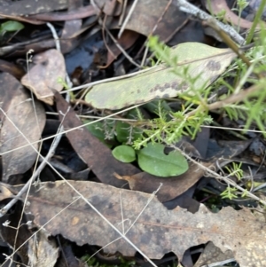 Pterostylis nutans at Bango, NSW - 25 Jun 2023