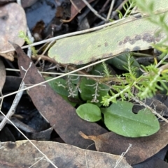 Pterostylis nutans at Bango, NSW - suppressed