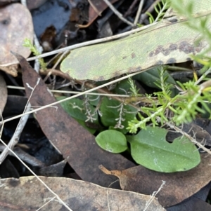 Pterostylis nutans at Bango, NSW - 25 Jun 2023