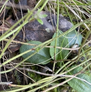 Pterostylis nutans at Bango, NSW - suppressed