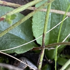 Pterostylis nutans at Bango, NSW - suppressed