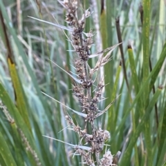 Lomandra longifolia at Bango, NSW - 25 Jun 2023