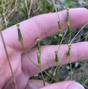 Senecio diaschides at Bango, NSW - 25 Jun 2023