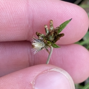 Euchiton japonicus at Bango, NSW - 25 Jun 2023