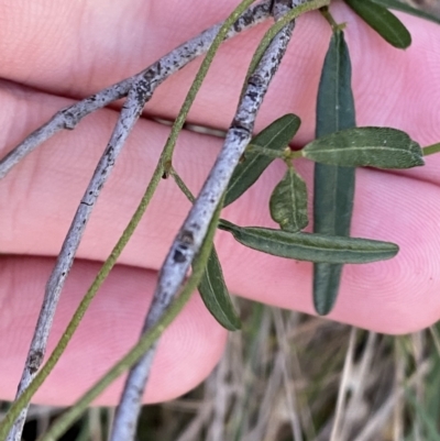 Glycine clandestina (Twining Glycine) at Bango, NSW - 25 Jun 2023 by Tapirlord