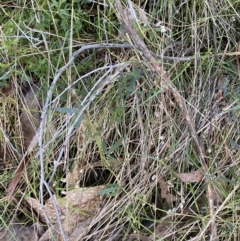 Glycine clandestina at Bango, NSW - 25 Jun 2023 01:54 PM