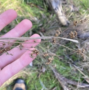 Juncus vaginatus at Bango, NSW - 25 Jun 2023 01:51 PM