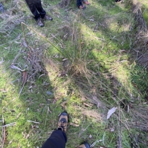 Juncus vaginatus at Bango, NSW - 25 Jun 2023