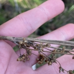 Juncus vaginatus at Bango, NSW - 25 Jun 2023 01:51 PM