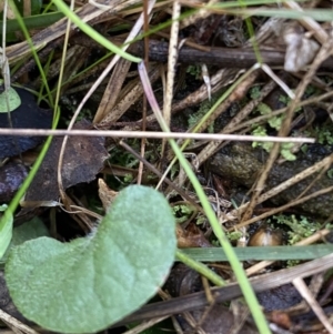 Dichondra repens at Bango, NSW - 25 Jun 2023 01:51 PM