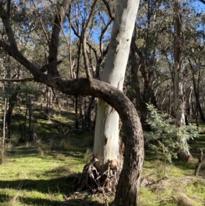 Eucalyptus rubida subsp. rubida at Bango Nature Reserve - 25 Jun 2023