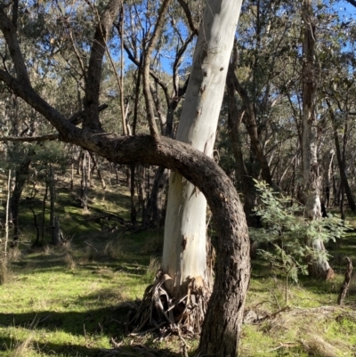 Eucalyptus rubida subsp. rubida (Candlebark) at Bango, NSW - 25 Jun 2023 by Tapirlord