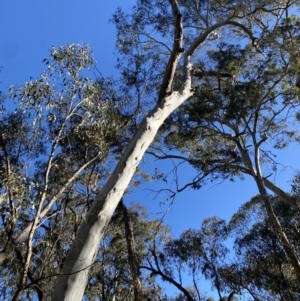 Eucalyptus rubida subsp. rubida at Bango Nature Reserve - 25 Jun 2023