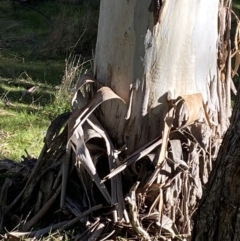 Eucalyptus rubida subsp. rubida at Bango Nature Reserve - 25 Jun 2023