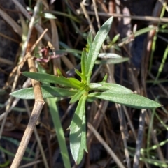Haloragis heterophylla (Variable Raspwort) at Bango Nature Reserve - 25 Jun 2023 by Tapirlord