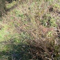 Juncus holoschoenus at Bango, NSW - 25 Jun 2023