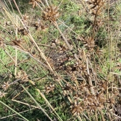 Juncus holoschoenus at Bango, NSW - 25 Jun 2023