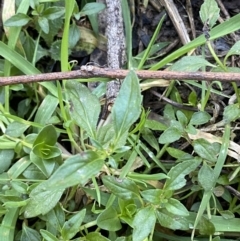 Mentha australis (River Mint) at Bango, NSW - 25 Jun 2023 by Tapirlord