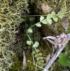 Asplenium flabellifolium at Bango, NSW - 25 Jun 2023