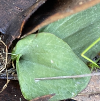 Cyrtostylis reniformis (Common Gnat Orchid) by Tapirlord