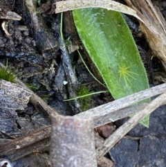 Glossodia major (Wax Lip Orchid) at Bango Nature Reserve - 25 Jun 2023 by Tapirlord