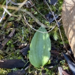 Eriochilus cucullatus (Parson's Bands) at Bango Nature Reserve - 25 Jun 2023 by Tapirlord