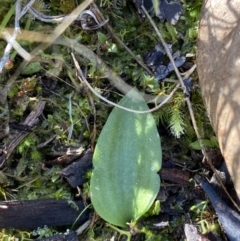 Eriochilus cucullatus at Bango, NSW - 25 Jun 2023