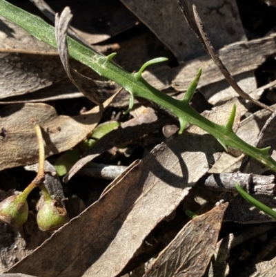 Microseris walteri (Yam Daisy, Murnong) at Bango Nature Reserve - 25 Jun 2023 by Tapirlord