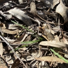 Microseris walteri at Bango, NSW - 25 Jun 2023