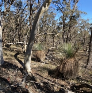 Xanthorrhoea glauca subsp. angustifolia at Bango, NSW - suppressed