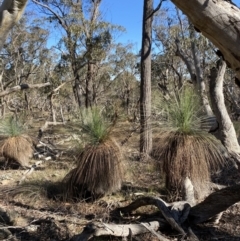 Xanthorrhoea glauca subsp. angustifolia at Bango, NSW - suppressed