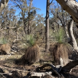 Xanthorrhoea glauca subsp. angustifolia at Bango, NSW - suppressed