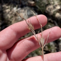 Themeda triandra (Kangaroo Grass) at Bango, NSW - 25 Jun 2023 by Tapirlord