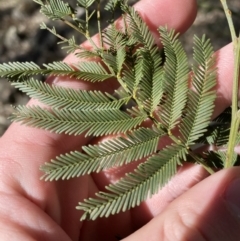 Acacia parramattensis (Parramatta Green Wattle) at Bango, NSW - 25 Jun 2023 by Tapirlord