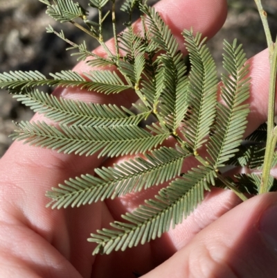 Acacia parramattensis (Parramatta Green Wattle) at Bango, NSW - 25 Jun 2023 by Tapirlord