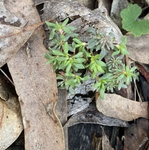 Poranthera microphylla at Bango, NSW - 25 Jun 2023 12:06 PM